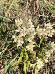 Pseudognaphalium obtusifolium