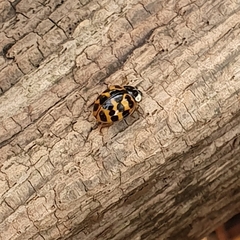 Harmonia axyridis