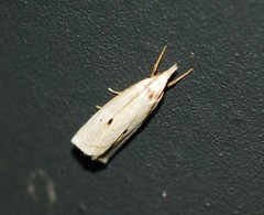 Calamotropha okanoi