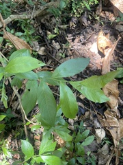 Combretum erythrophyllum