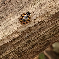 Harmonia axyridis