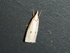 Calamotropha okanoi