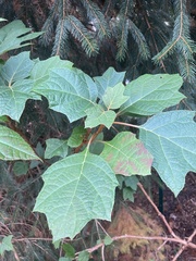 Hydrangea quercifolia