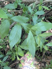 Combretum erythrophyllum