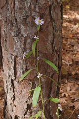 Symphyotrichum anomalum