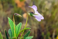 Viola arborescens