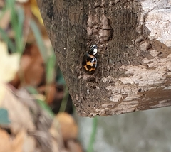 Harmonia axyridis