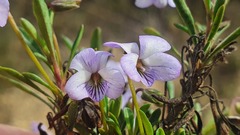Viola arborescens