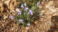 Viola arborescens