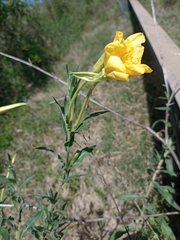 Oenothera affinis