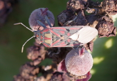 Spilostethus pandurus elegans