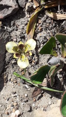 Moraea lurida