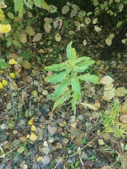 Saussurea parviflora