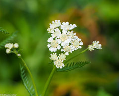 Achillea impatiens