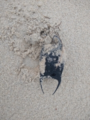 Rostroraja eglanteria