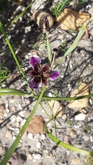 Moraea lurida