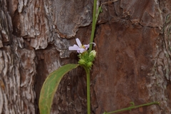Symphyotrichum anomalum