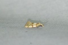 Aethes argentilimitana