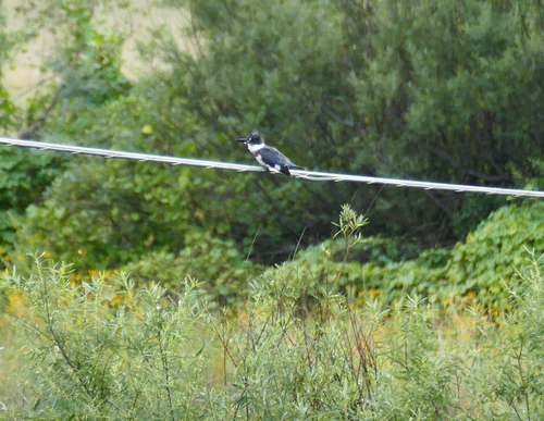Belted Kingfisher photographed in New Mexico