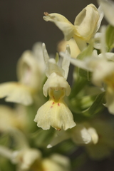 Dactylorhiza insularis