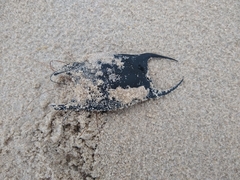 Rostroraja eglanteria