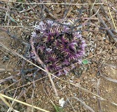 Lepidagathis trinervis