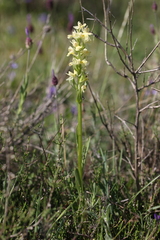 Dactylorhiza insularis