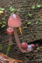 Mycena filopes