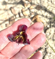 Moraea lurida