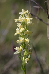 Dactylorhiza insularis