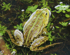 Pelophylax