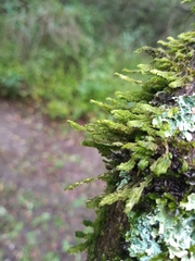 Hymenophyllaceae