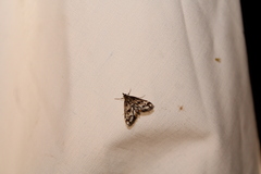 Parapoynx obscuralis