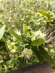 Terminalia australis