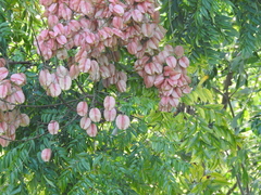 Koelreuteria bipinnata
