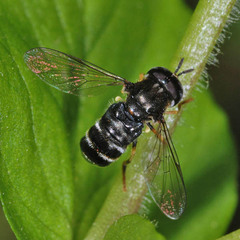 Paragus