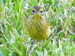Setophaga palmarum hypochrysea