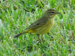 Setophaga palmarum hypochrysea