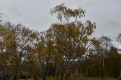 Betula pendula
