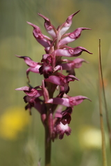 Anacamptis coriophora