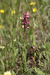 Anacamptis coriophora