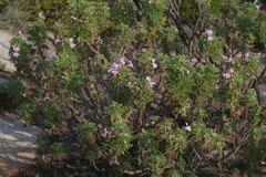 Pelargonium radens