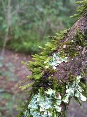 Hymenophyllaceae
