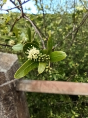 Terminalia australis