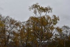 Betula pendula