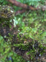 Hymenophyllaceae