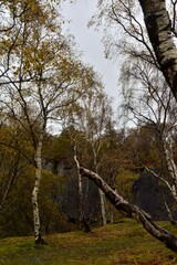 Betula pendula
