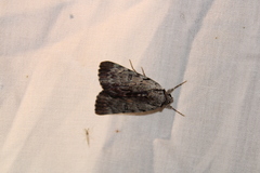 Catocala gracilis
