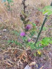 Carduus acanthoides