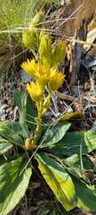 Berkheya herbacea